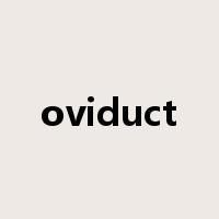 oviduct是什么意思
