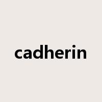 cadherin是什么意思