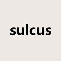 sulcus是什么意思