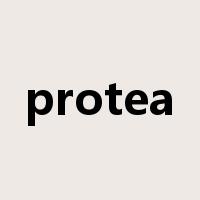 protea是什么意思