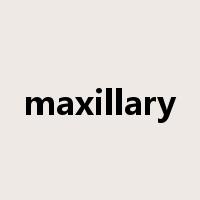 maxillary是什么意思