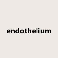 endothelium是什么意思