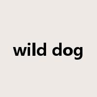 wild dog是什么意思