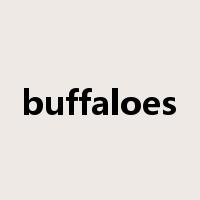 buffaloes是什么意思