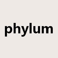 phylum是什么意思