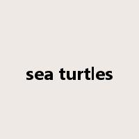 sea turtles是什么意思