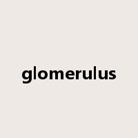 glomerulus是什么意思