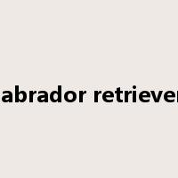 labrador retriever是什么意思