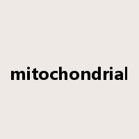 mitochondrial是什么意思