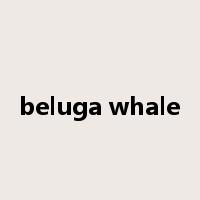 beluga whale是什么意思