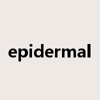 epidermal是什么意思