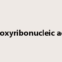 deoxyribonucleic acid是什么意思