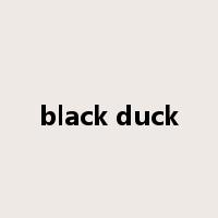 black duck是什么意思