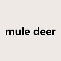 mule deer是什么意思