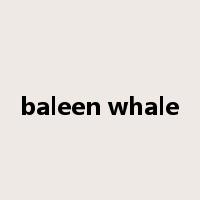 baleen whale是什么意思