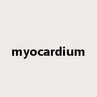 myocardium是什么意思