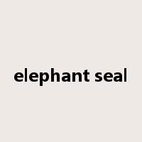 elephant seal是什么意思
