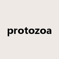 protozoa是什么意思