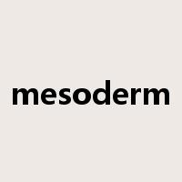mesoderm是什么意思