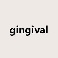 gingival是什么意思
