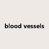 blood vessels是什么意思