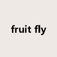 fruit fly是什么意思