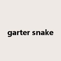 garter snake是什么意思