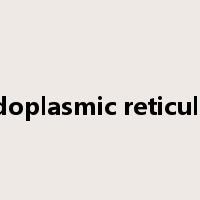 endoplasmic reticulum是什么意思