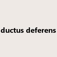 ductus deferens是什么意思