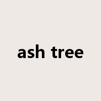 ash tree是什么意思