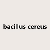 bacillus cereus是什么意思