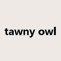 tawny owl是什么意思