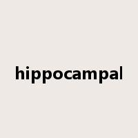 hippocampal是什么意思