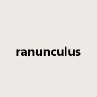 ranunculus是什么意思