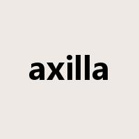 axilla是什么意思
