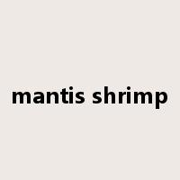 mantis shrimp是什么意思