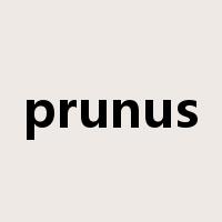prunus是什么意思