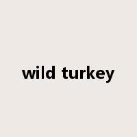 wild turkey是什么意思