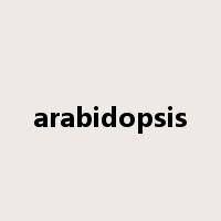 arabidopsis是什么意思