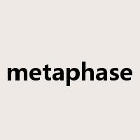 metaphase是什么意思