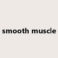 smooth muscle是什么意思