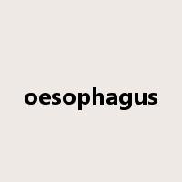 oesophagus是什么意思