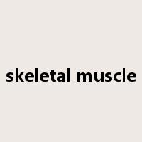 skeletal muscle是什么意思