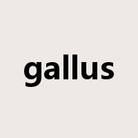 gallus是什么意思