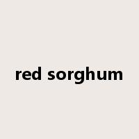 red sorghum是什么意思
