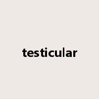 testicular是什么意思