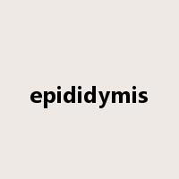 epididymis是什么意思