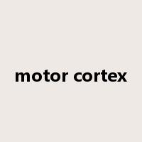 motor cortex是什么意思