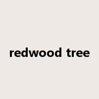 redwood tree是什么意思