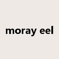 moray eel是什么意思